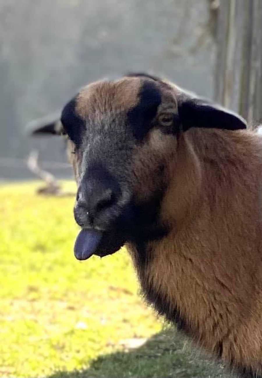 Varm - the vegan farm - a kind of sanctuary for animals and humans