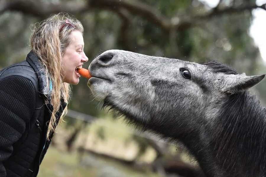 Galahad's Animal Sanctuary B&B