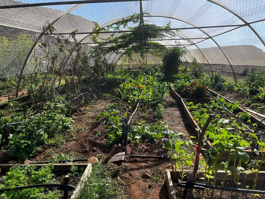Luxury Tents @ Ricky's Drift Vegan Farm and Animal Sanctuary