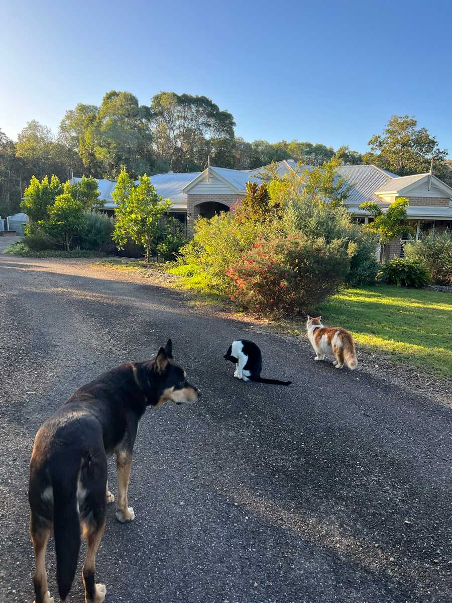 Tranquil Vegan B&B in Noosa region.  In house hospitality and charm 