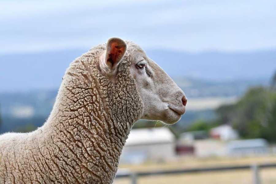 Galahad's Animal Sanctuary B&B