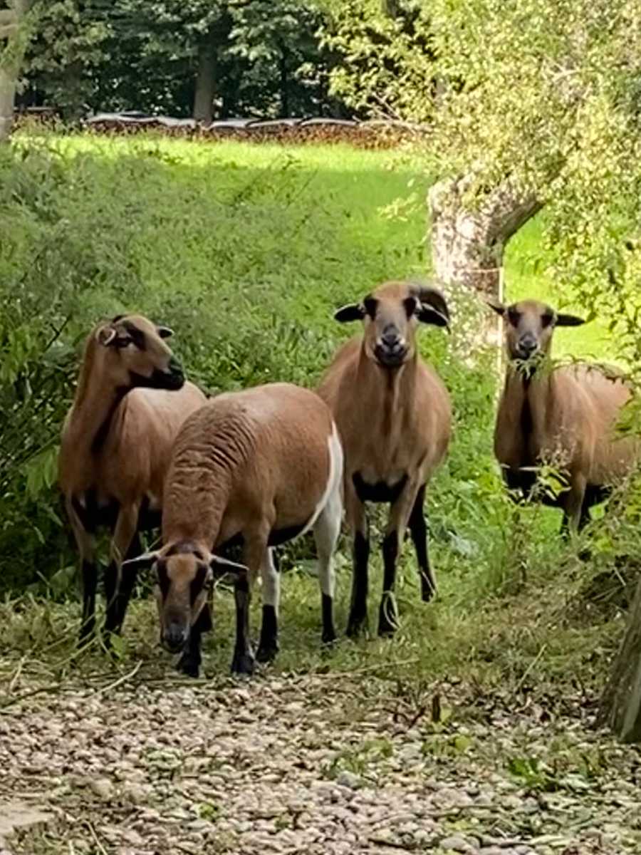 Varm - the vegan farm - a kind of sanctuary for animals and humans
