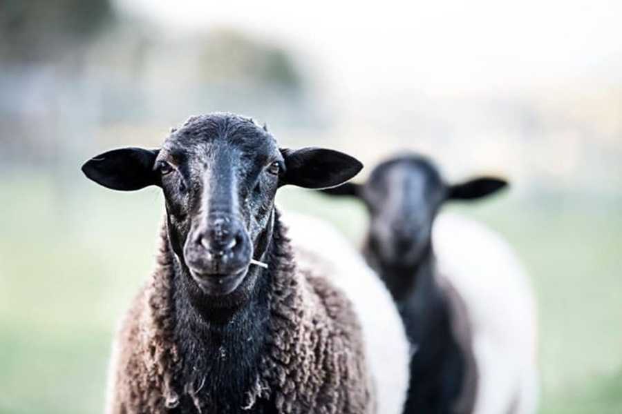 Galahad's Animal Sanctuary B&B