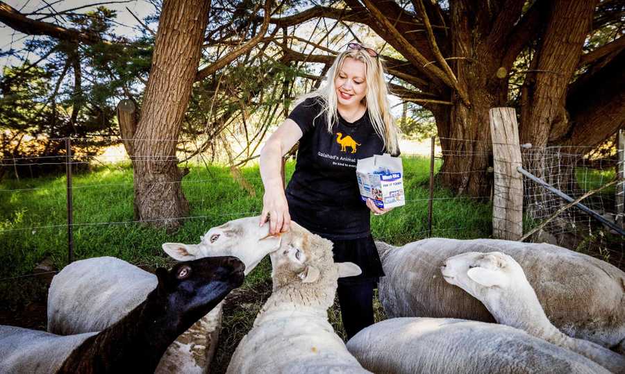 Galahad's Animal Sanctuary B&B