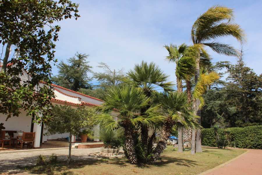 Luxury villa in midst of an ancient olive grove, ideal for families