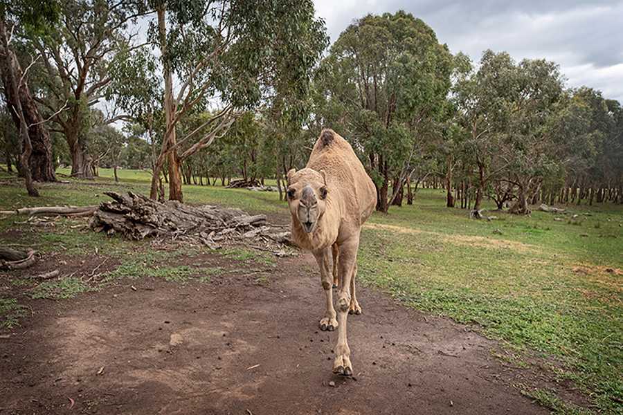 Galahad's Animal Sanctuary B&B