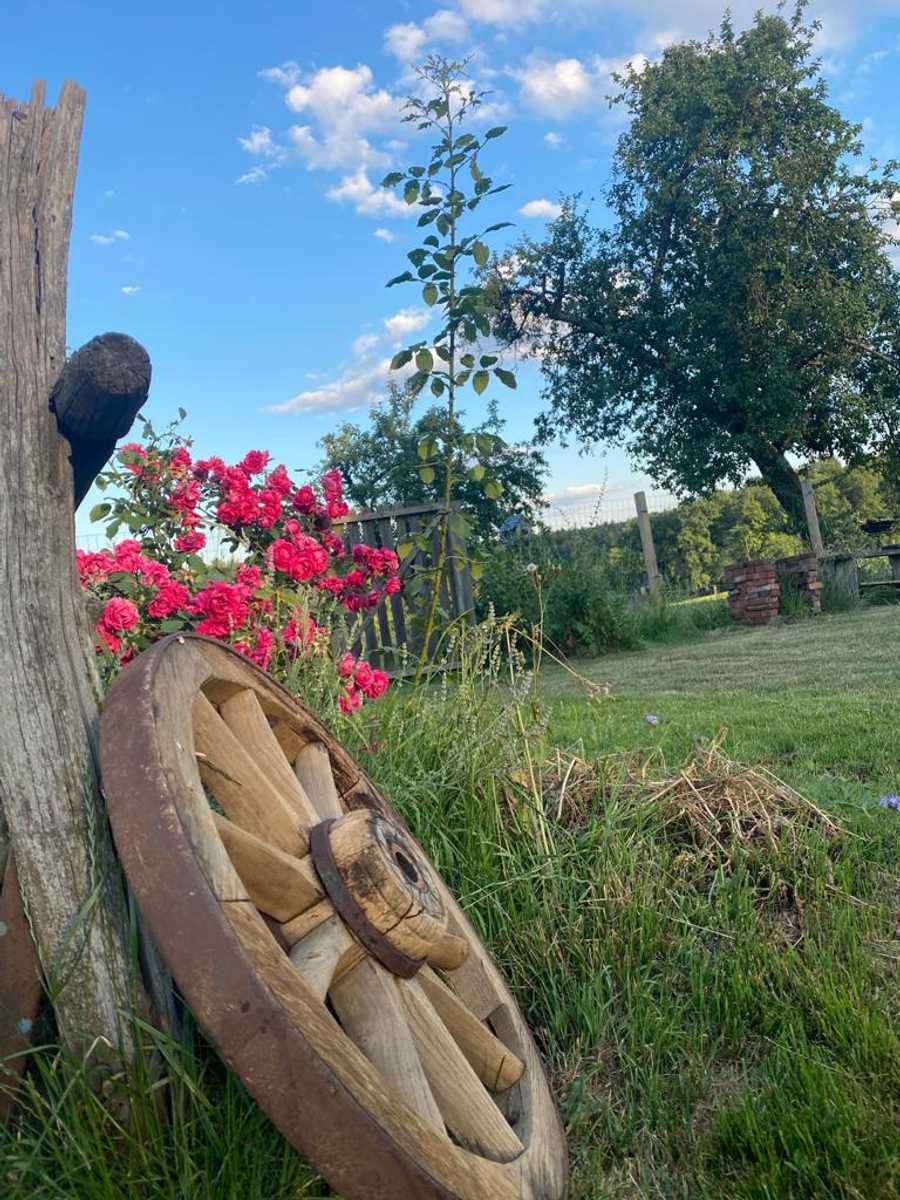 Varm - the vegan farm - a kind of sanctuary for animals and humans