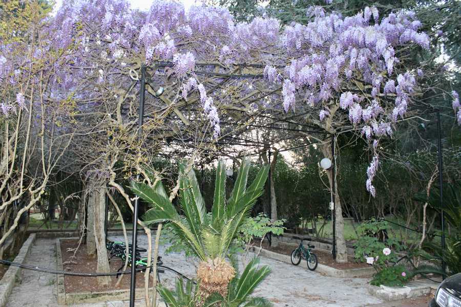 Luxury villa in midst of an ancient olive grove, ideal for families