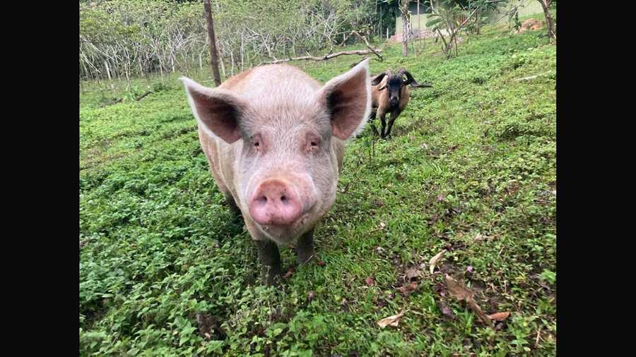Private room or guesthouse on our VEGAN Animal Sanctuary