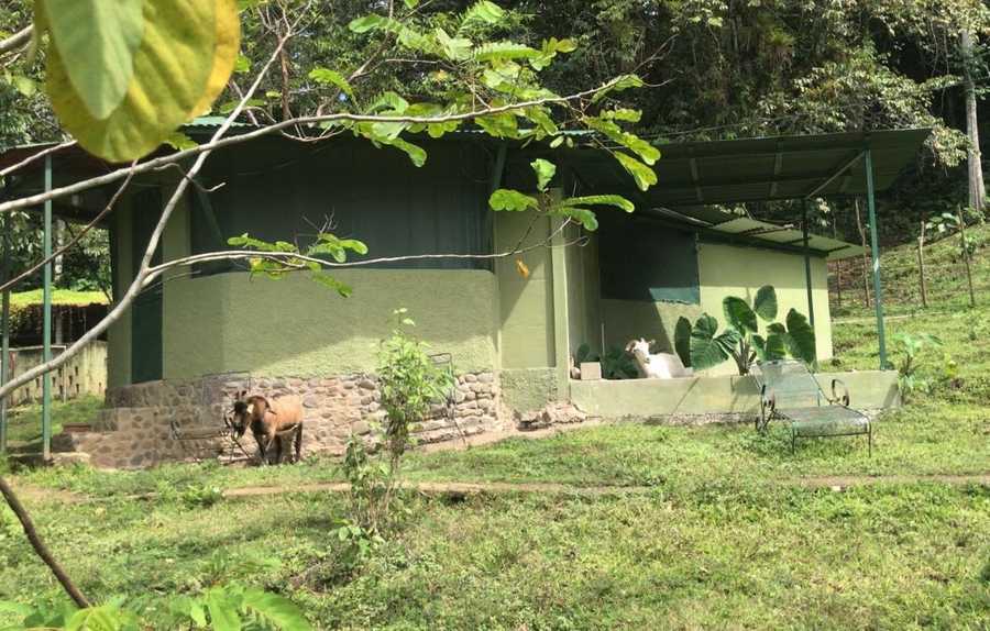 Private room or guesthouse on our VEGAN Animal Sanctuary
