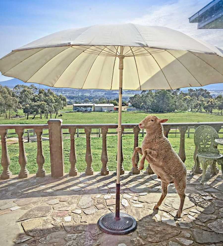 Galahad's Animal Sanctuary B&B