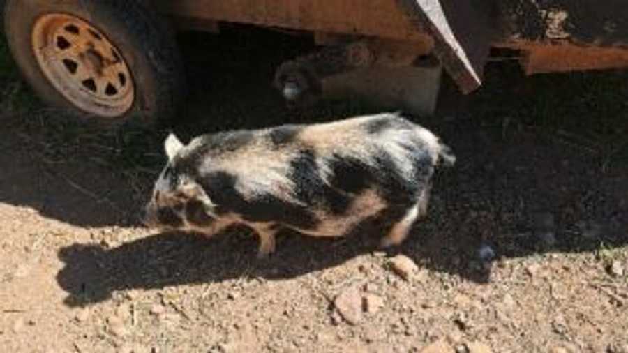 Private Room On Farm Animal Sanctuary W/ Spectacular Views of Mountains