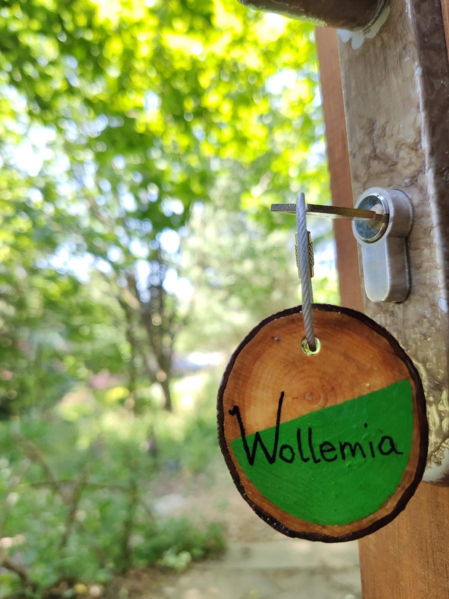 'Wollemia' The Peaceful Pod