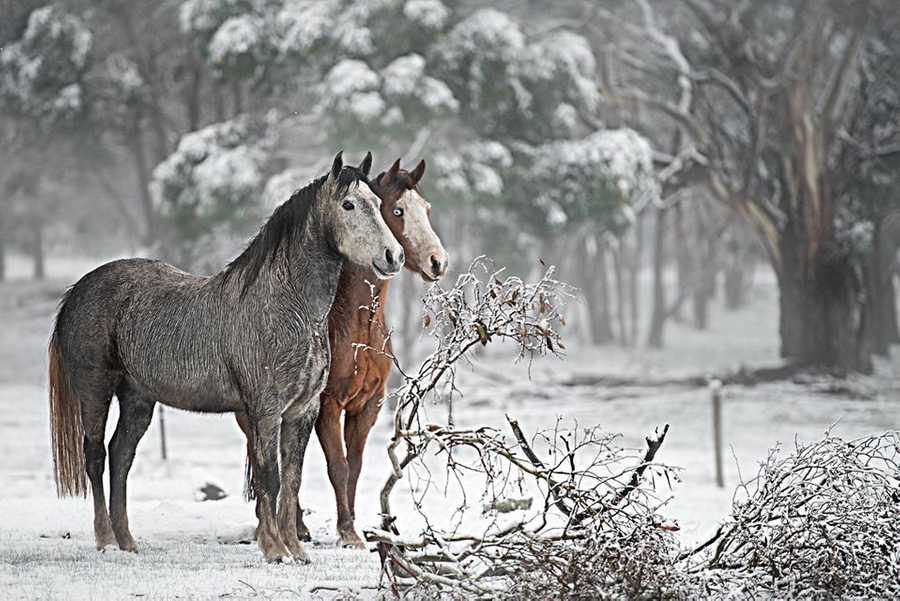 Galahad's Animal Sanctuary B&B