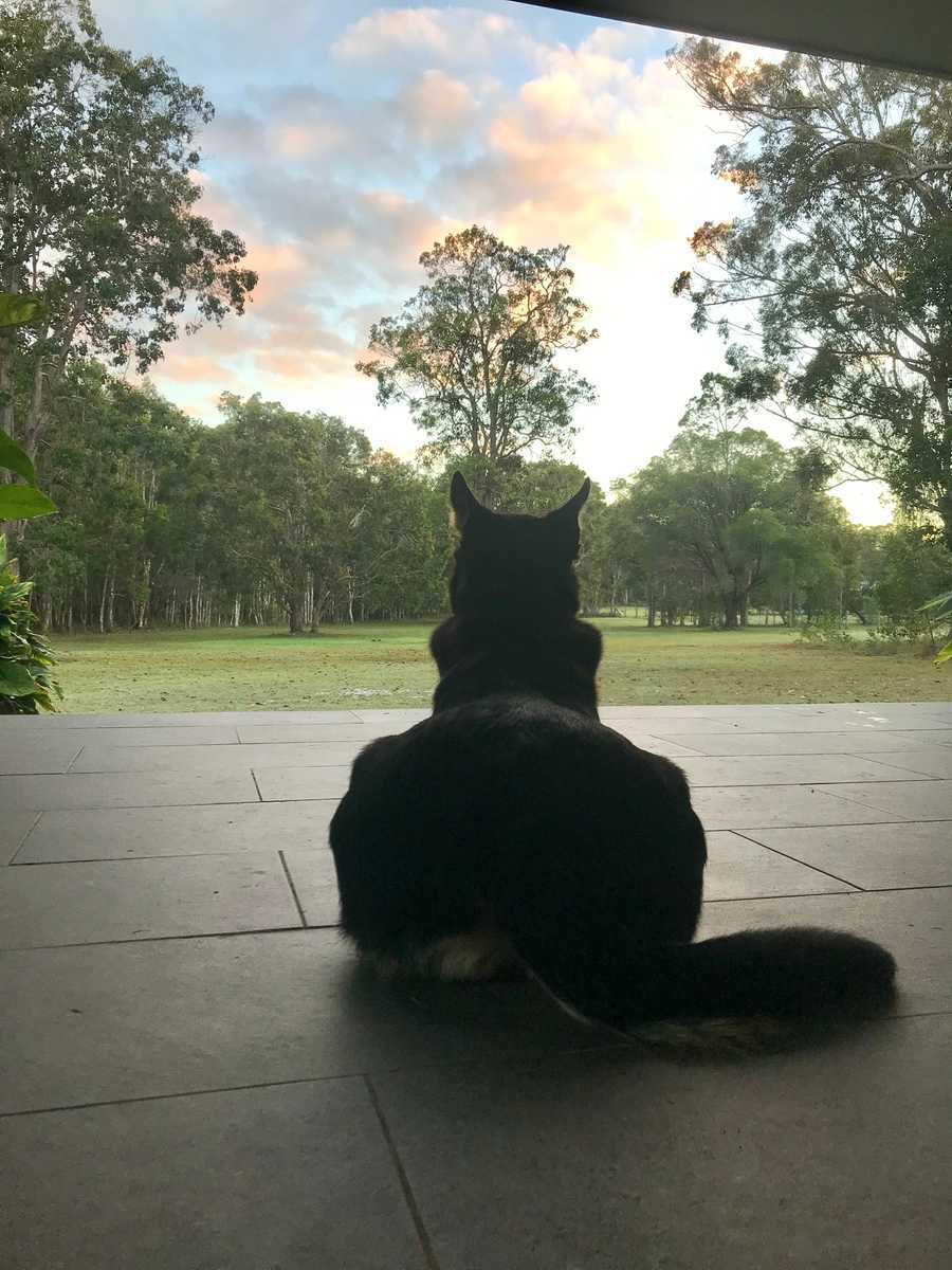 Tranquil Vegan B&B in Noosa region.  In house hospitality and charm 
