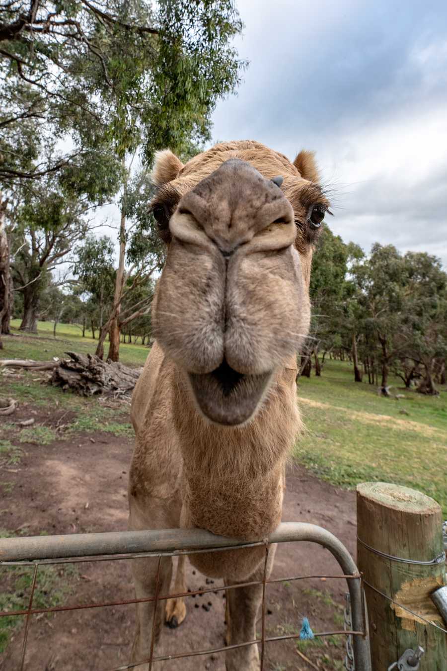 Galahad's Animal Sanctuary B&B