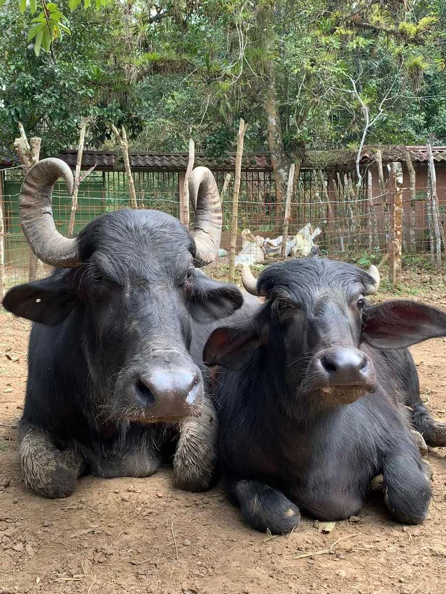 Private room or guesthouse on our VEGAN Animal Sanctuary