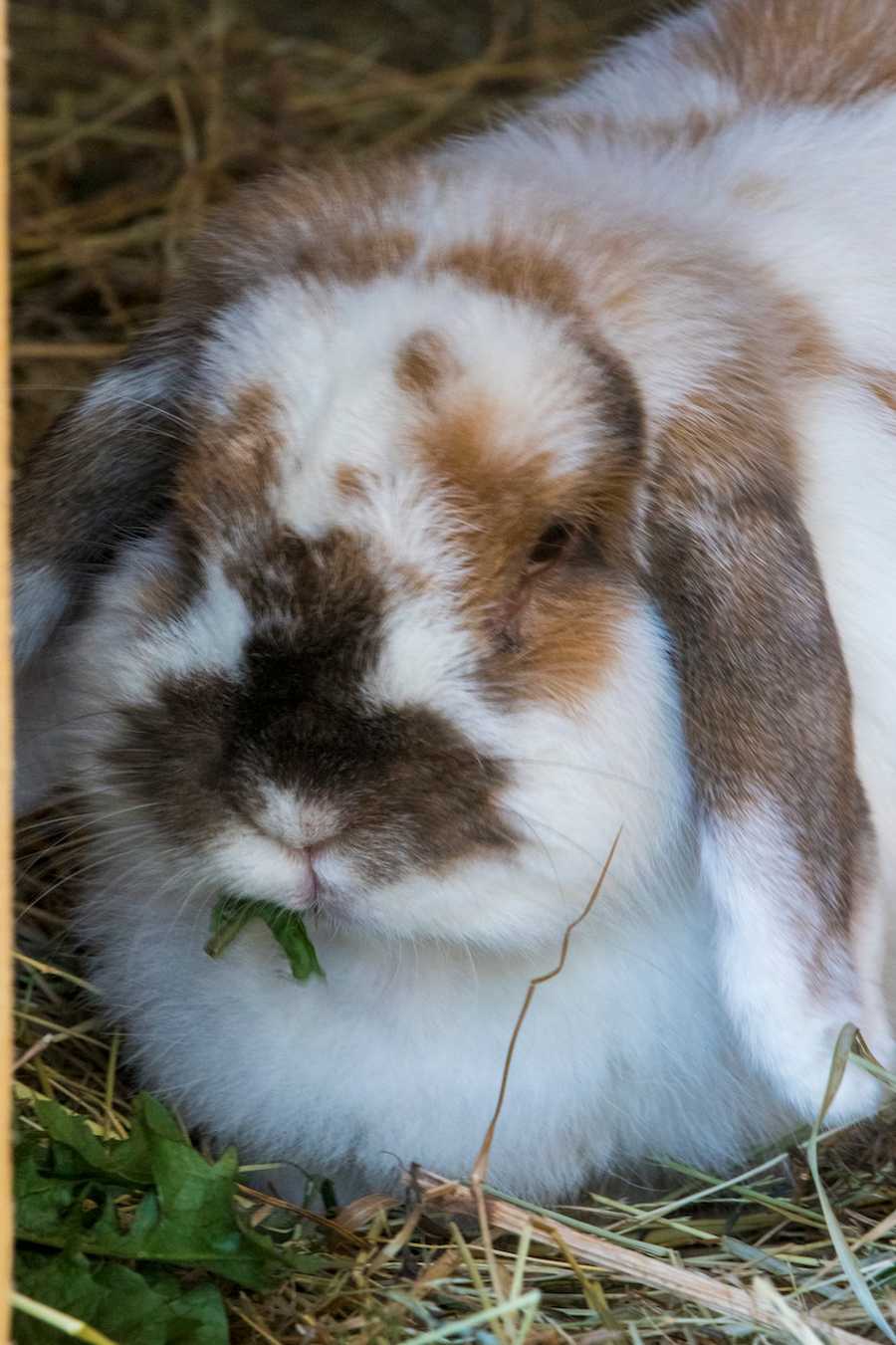 Your vacations can help animals and wildlife!