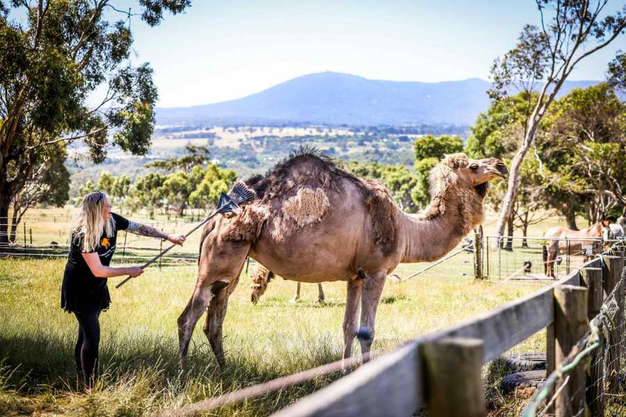 Galahad's Animal Sanctuary B&B