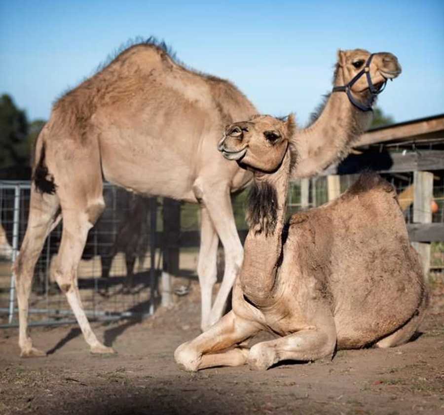Galahad's Animal Sanctuary B&B