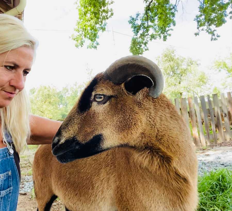 Varm - the vegan farm - a kind of sanctuary for animals and humans