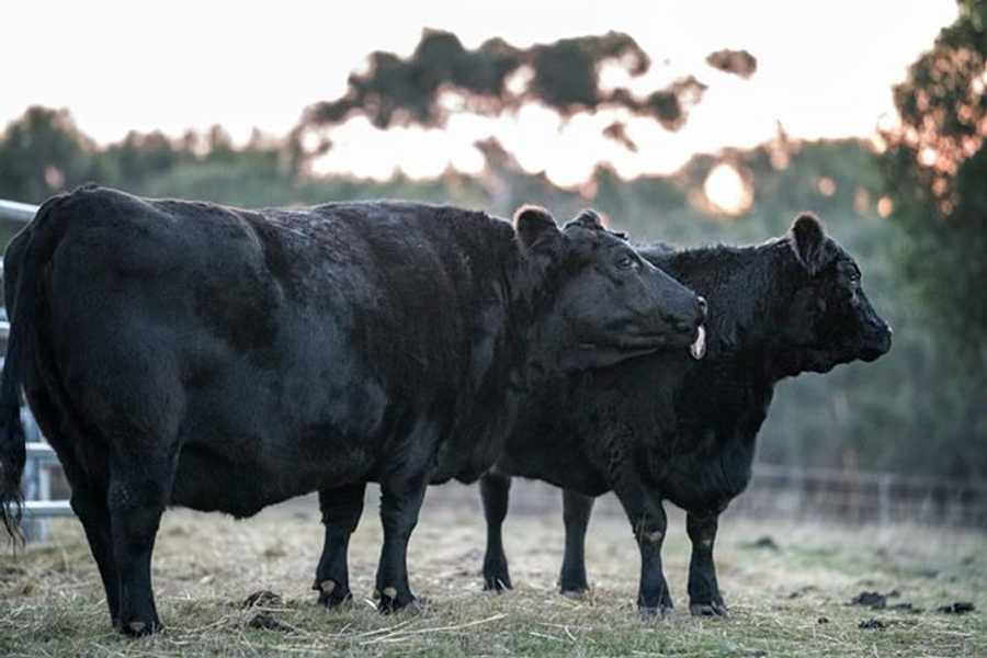 Galahad's Animal Sanctuary B&B