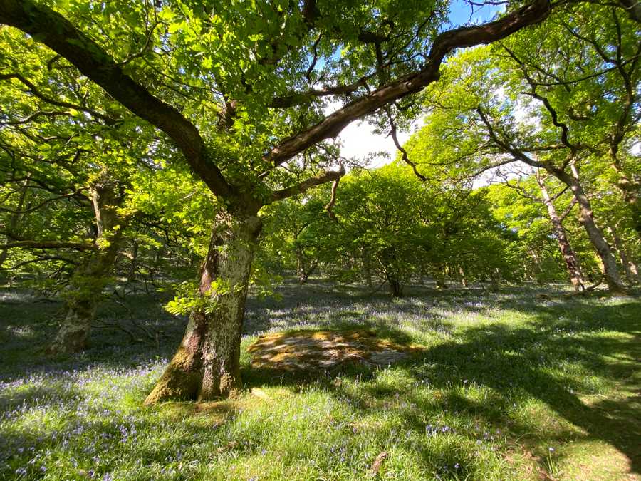 Magical 18th thatched cottage with stunning views, amazing vegan meals & hot tub