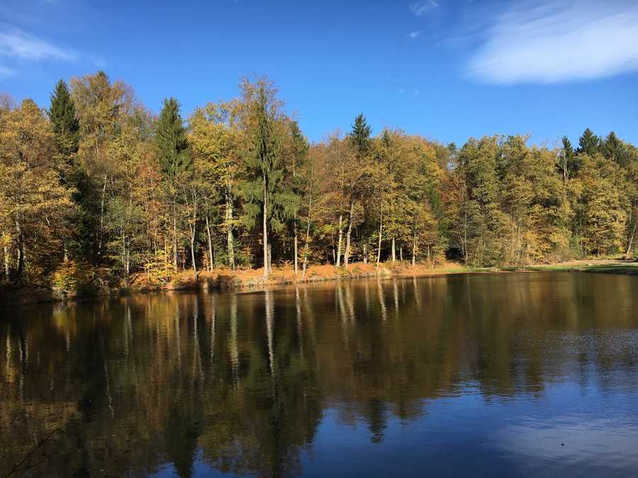 Varm - the vegan farm - a kind of sanctuary for animals and humans
