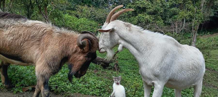Private room or guesthouse on our VEGAN Animal Sanctuary