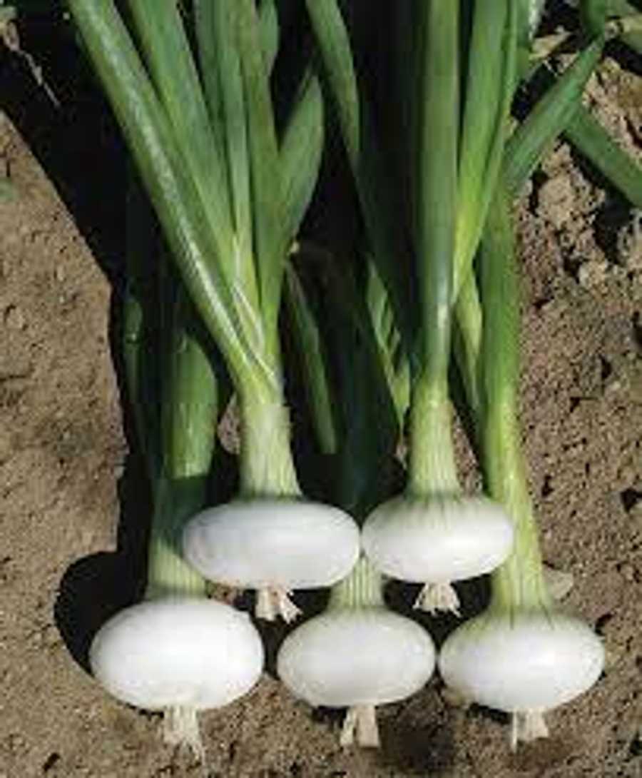 Organic Veggie Farm Camping