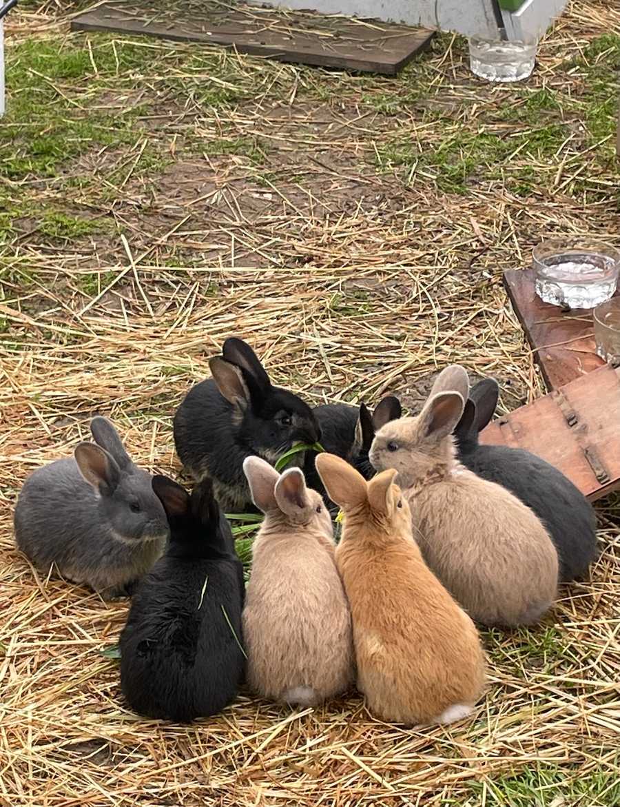 Your vacations can help animals and wildlife!