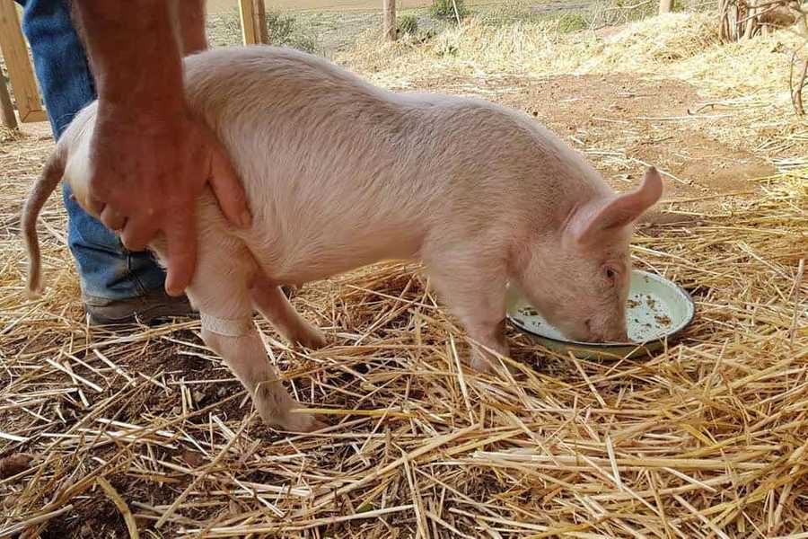 Private Room On Farm Animal Sanctuary W/ Spectacular Views of Mountains