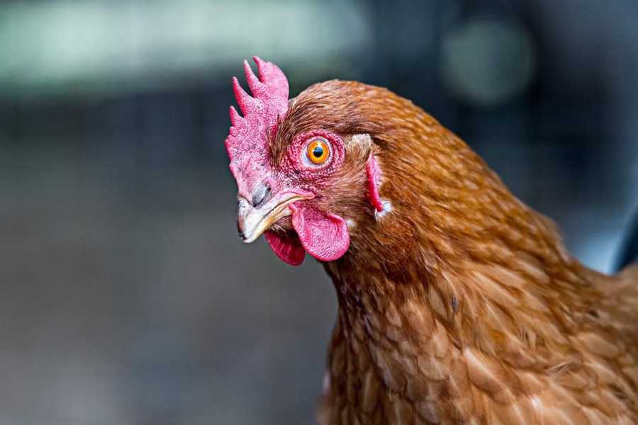 Galahad's Animal Sanctuary B&B