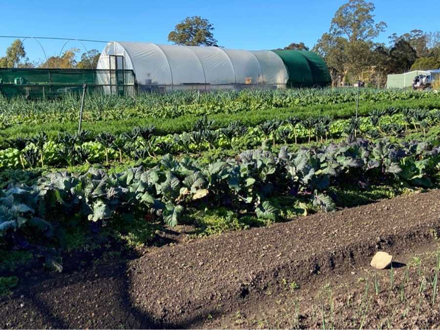 Organic Veggie Farm Camping