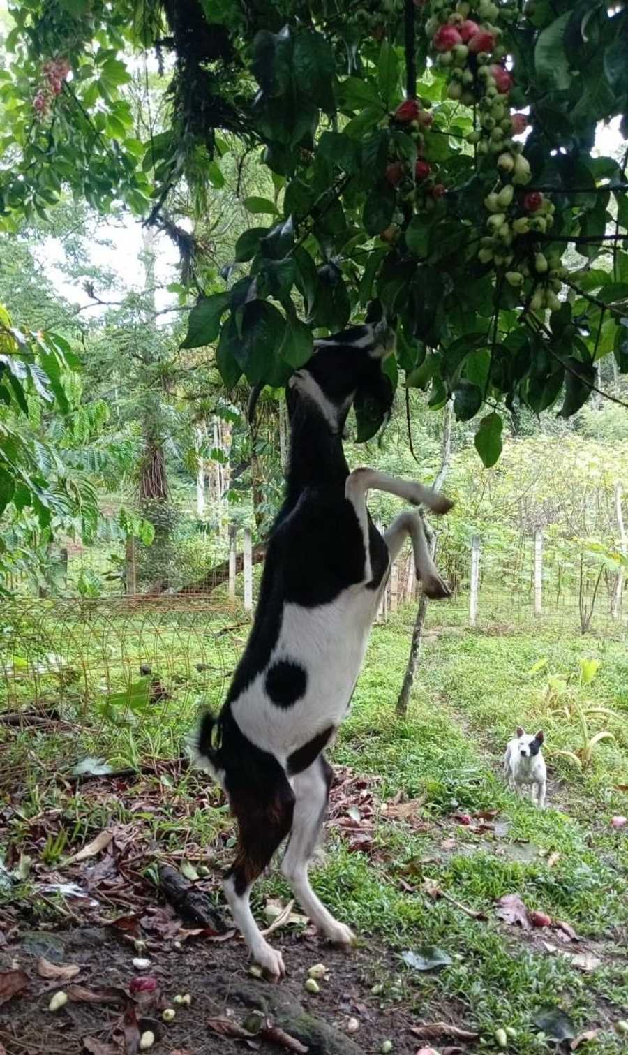 Private room or guesthouse on our VEGAN Animal Sanctuary