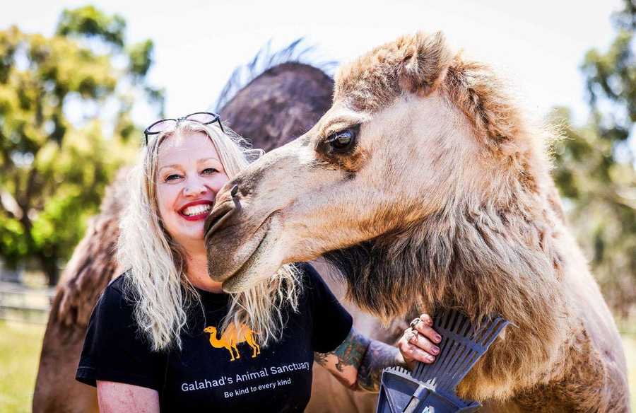 Galahad's Animal Sanctuary B&B