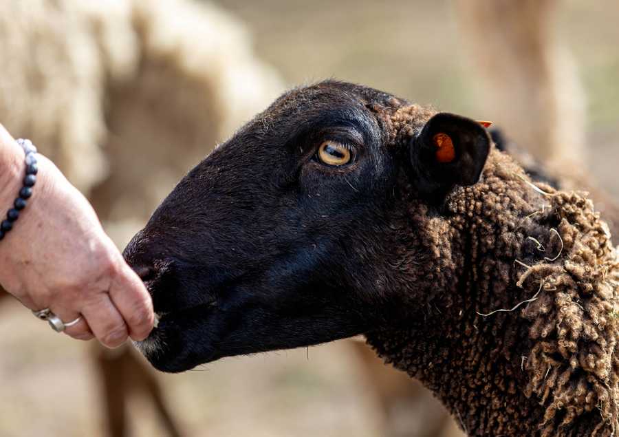 Galahad's Animal Sanctuary B&B