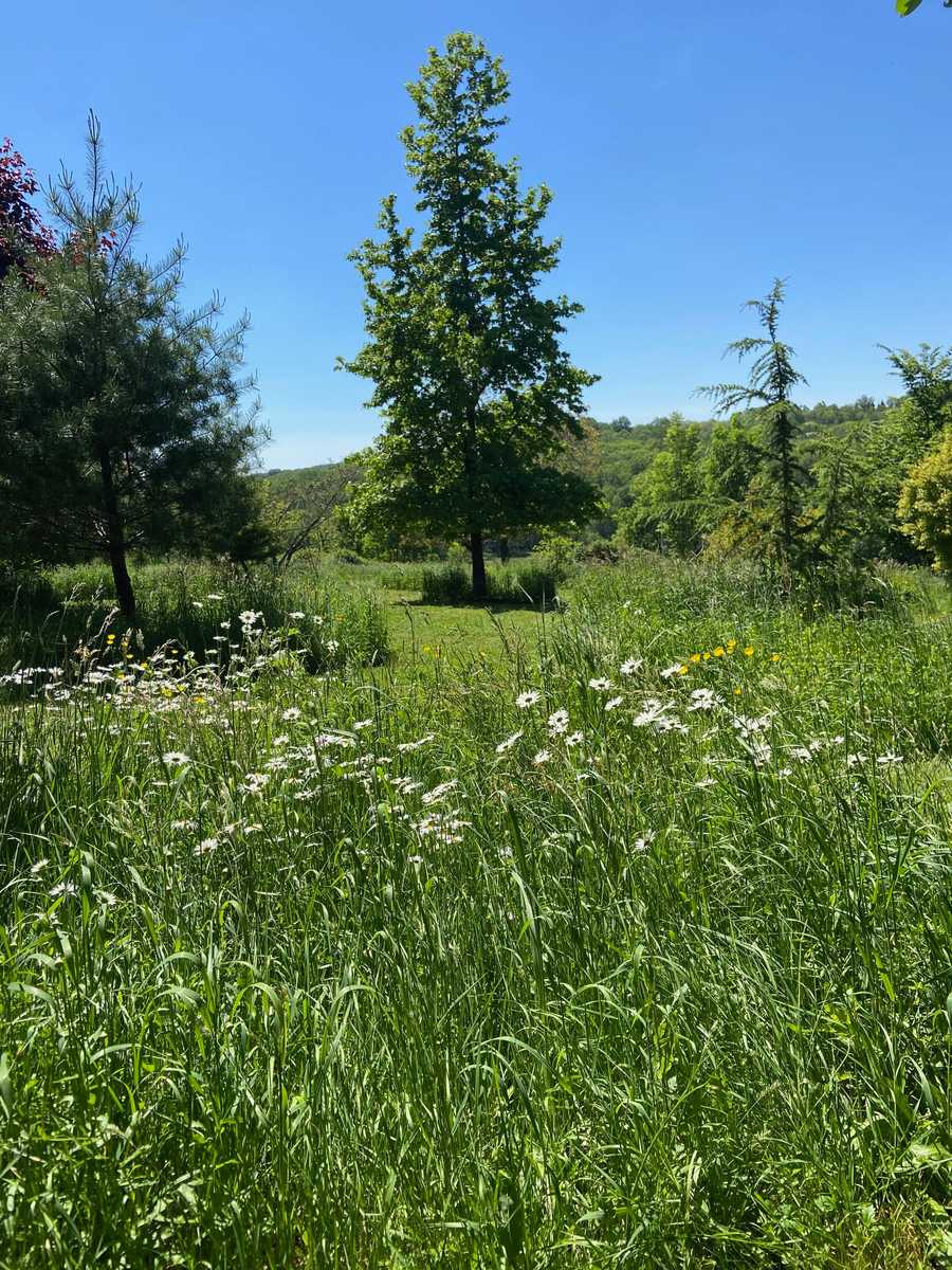 Vegan B&B in the Charente Limousine, rural France - Bedroom 1, GF