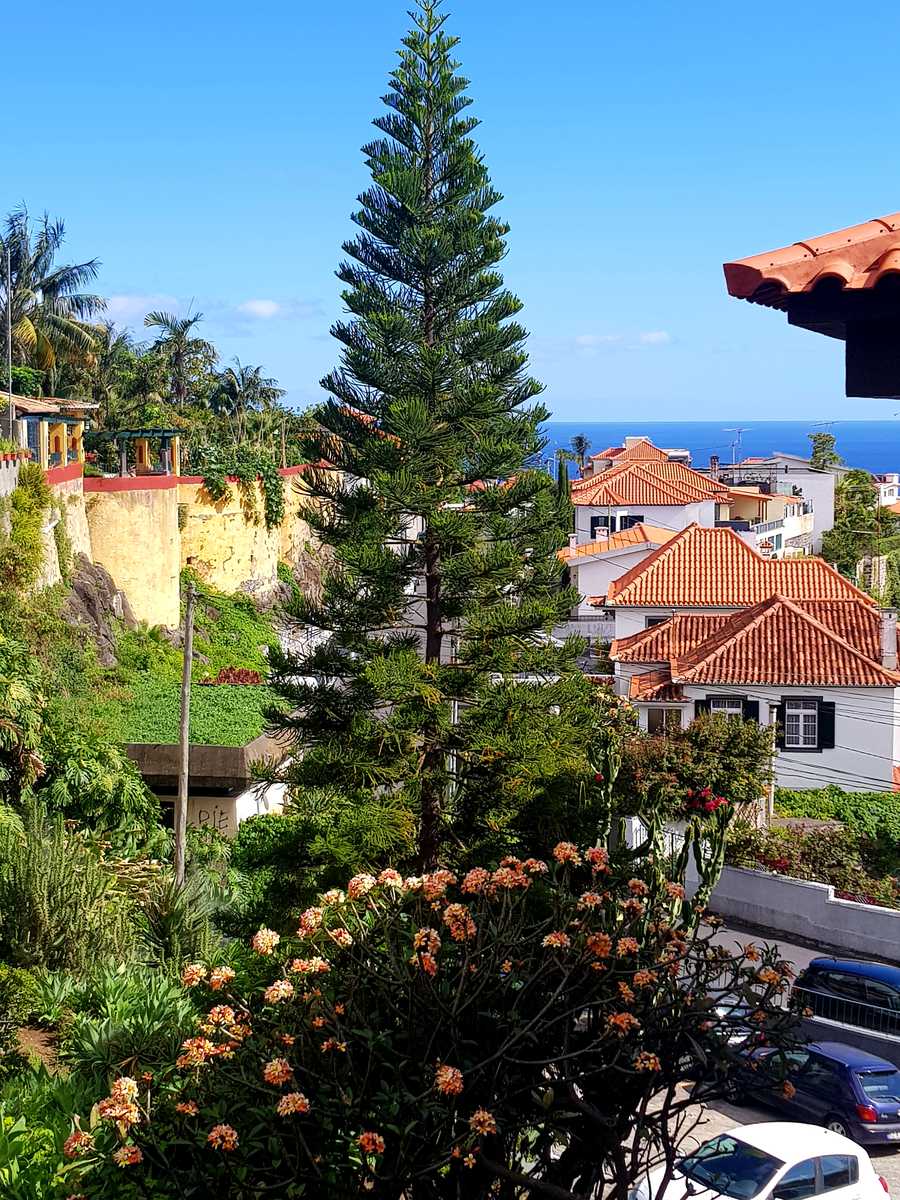 Vegan Yoga home-studio close to the Center of Funchal