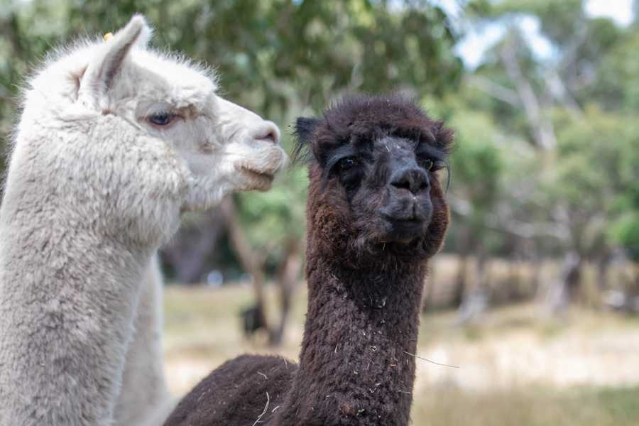 Galahad's Animal Sanctuary B&B