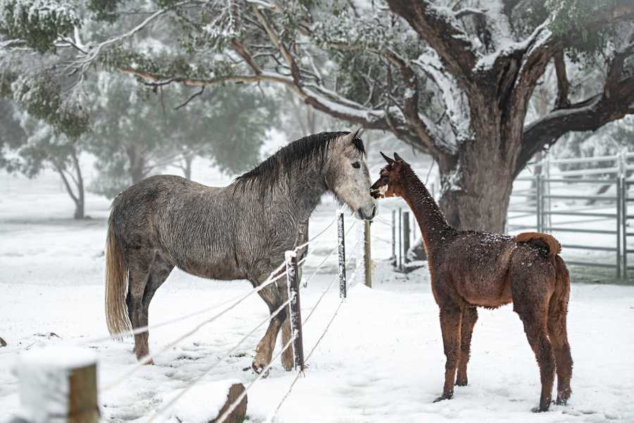 Galahad's Animal Sanctuary B&B