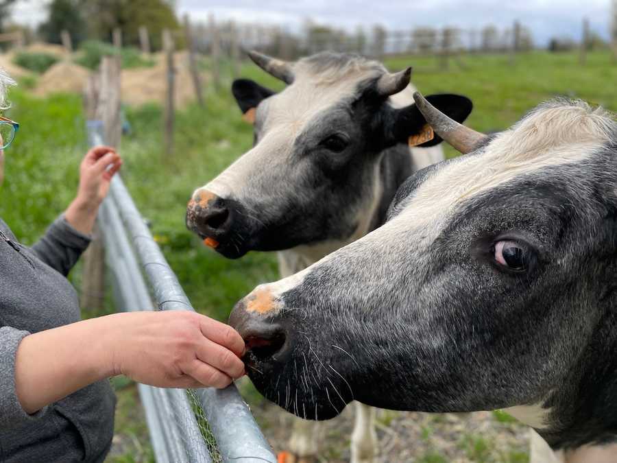 Your vacations can help animals and wildlife!