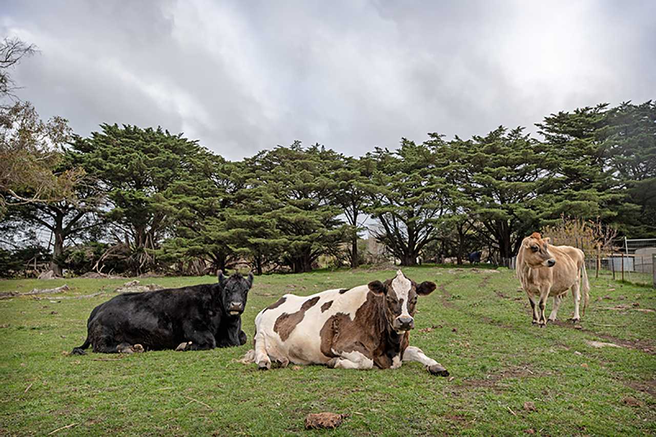 Galahad's Animal Sanctuary B&B