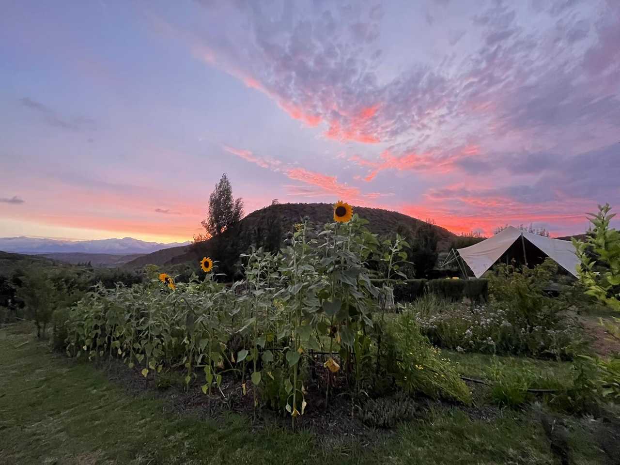 Luxury Tents @ Ricky's Drift Vegan Farm and Animal Sanctuary