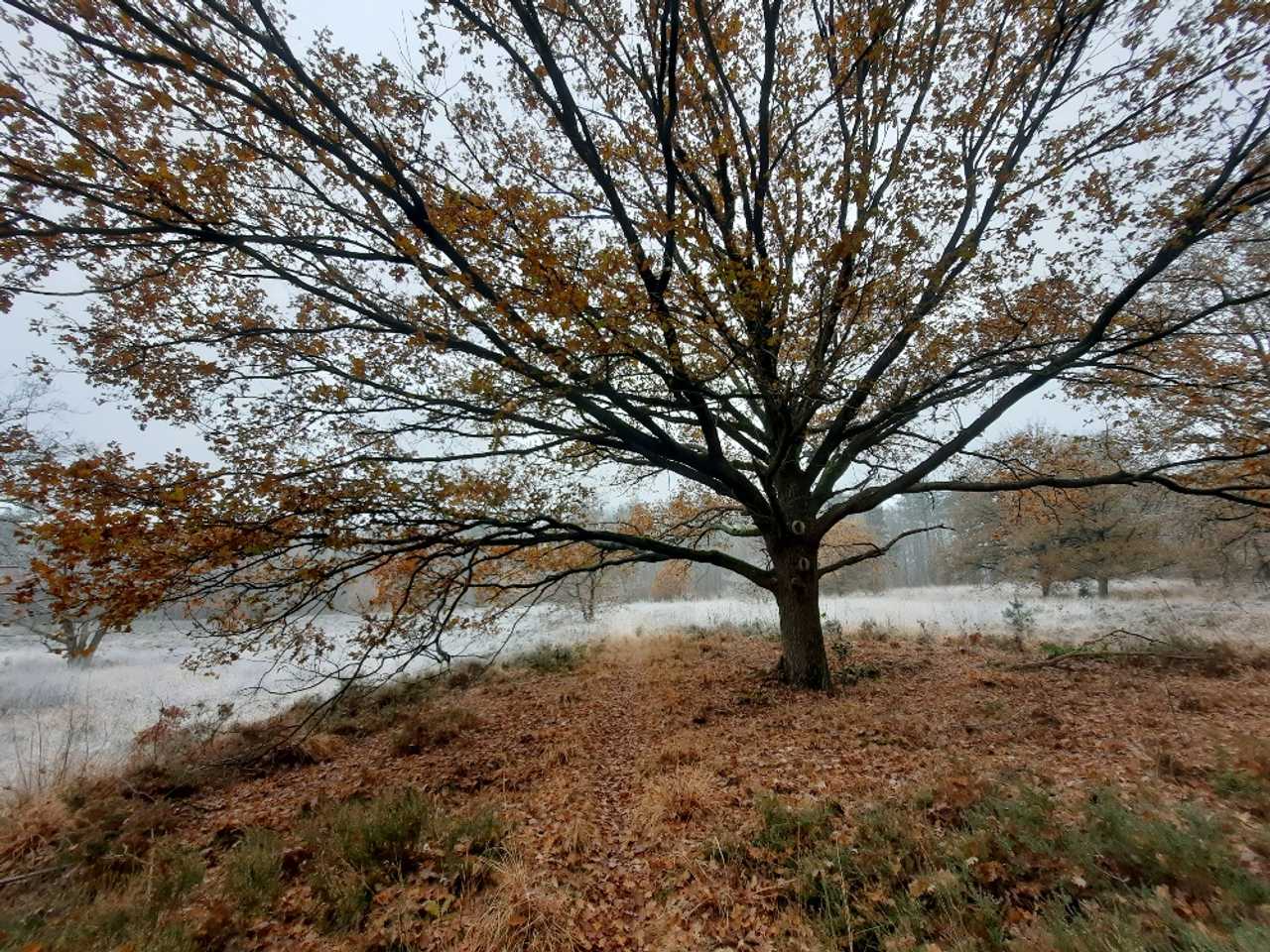 Lovely dog friendly cottage, in forest surrounding for wonderful walks & swims