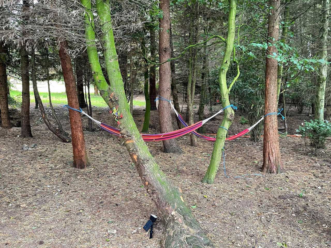 Enchanted Forest