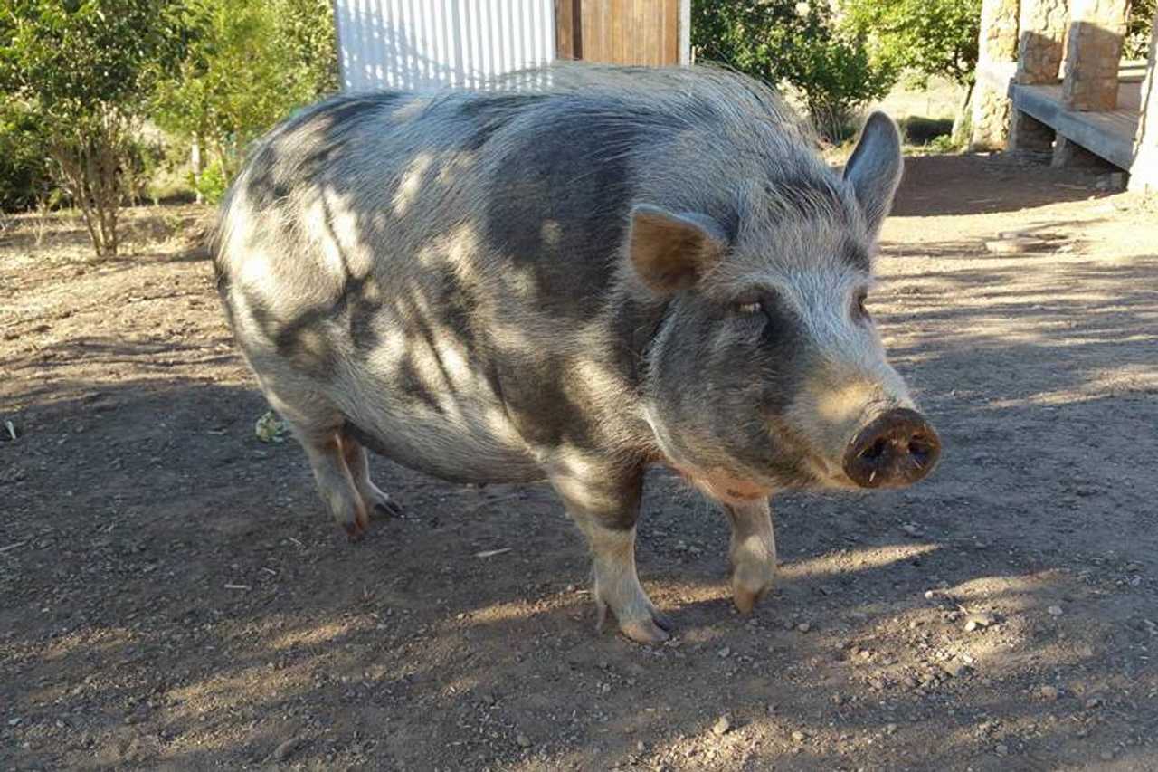 Private Room On Farm Animal Sanctuary W/ Spectacular Views of Mountains
