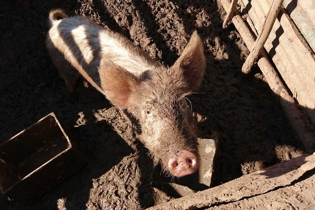 Private Room On Farm Animal Sanctuary W/ Spectacular Views of Mountains