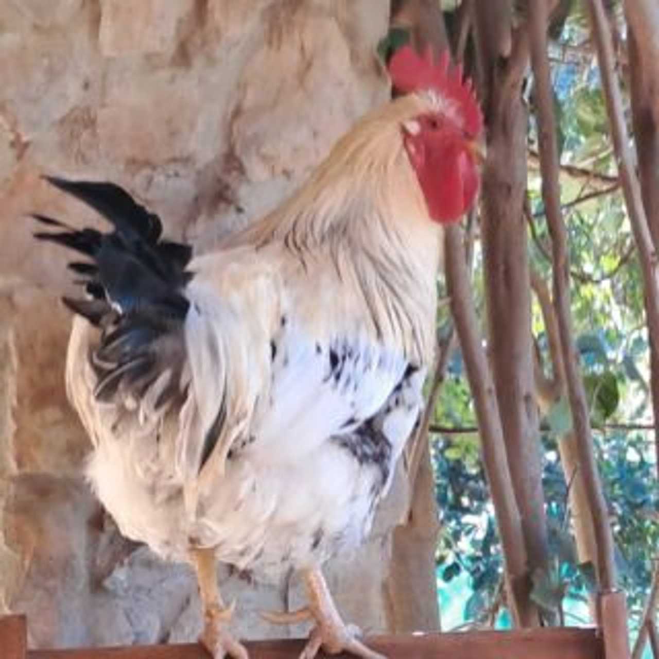Private Room On Farm Animal Sanctuary W/ Spectacular Views of Mountains