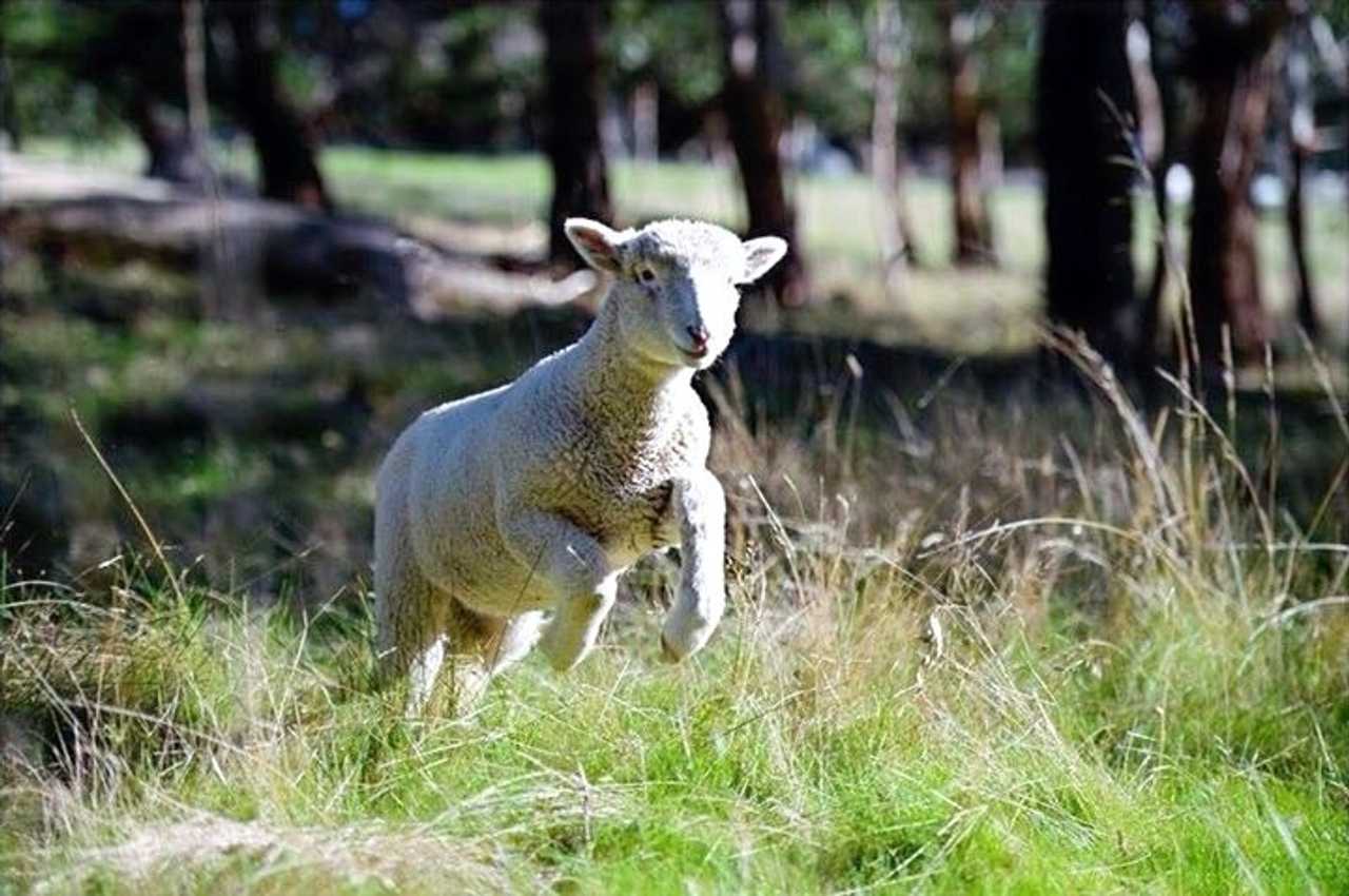Galahad's Animal Sanctuary B&B